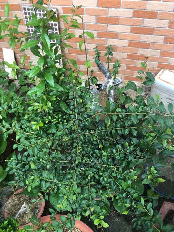 怎么确定下山桩枝条的生长情况