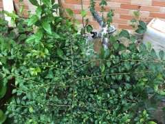 怎么确定下山桩枝条的生长情况