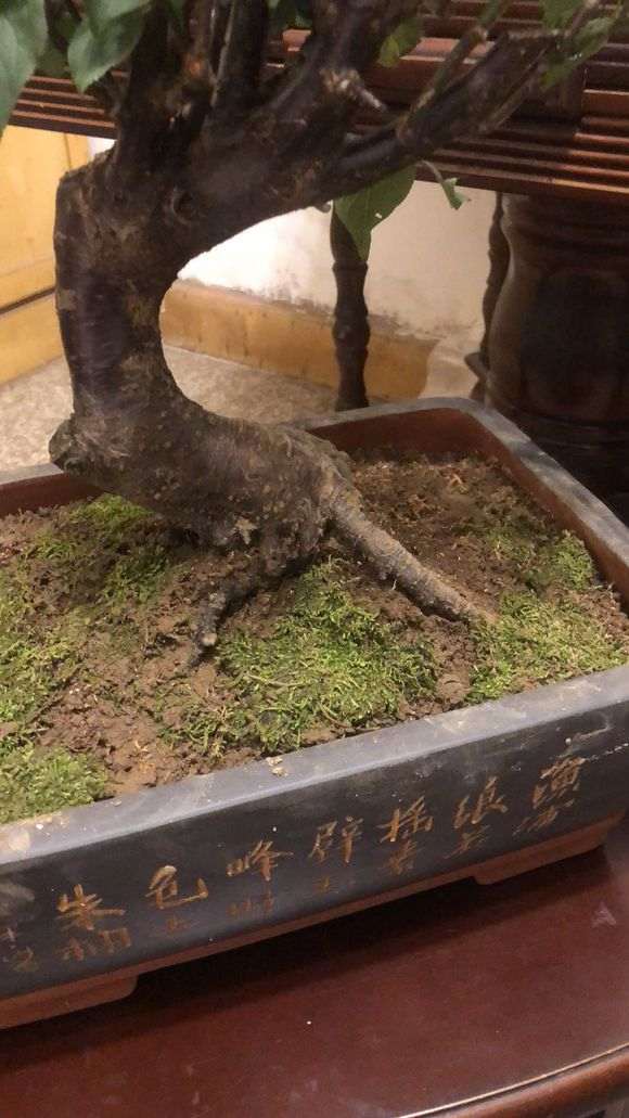 下山桩生桩怎么用伤口愈合剂的方法