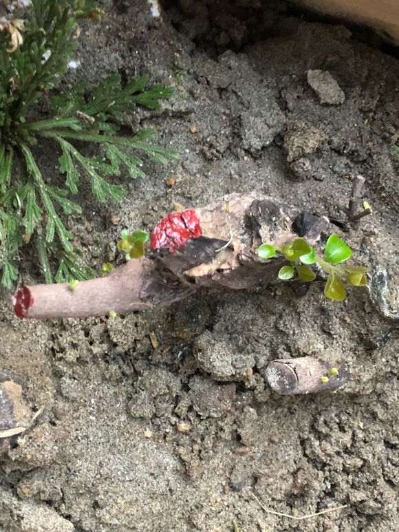 下山桩生桩怎么用伤口愈合剂的方法