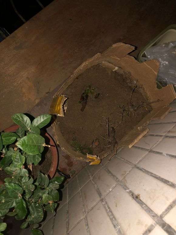 下山桩生桩怎么用伤口愈合剂的方法