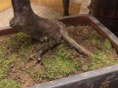 下山桩生桩怎么用伤口愈合剂的方法