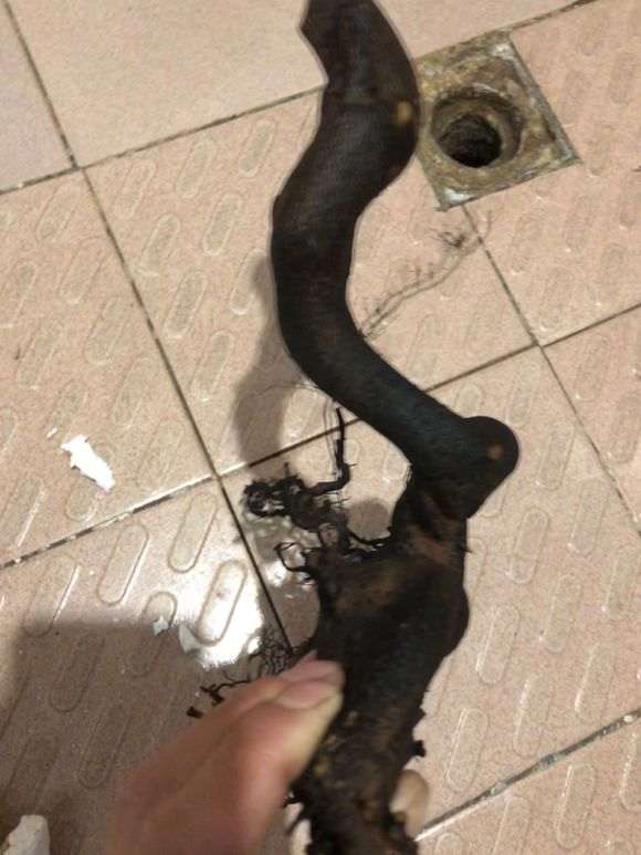 金弹子下山桩怎么沙培浇水的方法