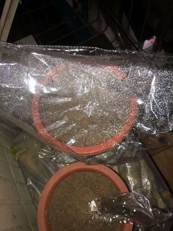 金弹子下山桩怎么沙培浇水的方法