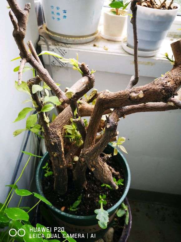 第一次养三角梅下山桩生桩 有什么注意事项