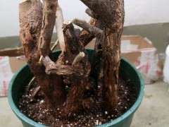 第一次养三角梅下山桩生桩 有什么注意事项