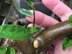 2个月下山桩生桩新芽中间发黑 怎么办