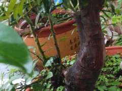 中山下山桩生桩养一年多长疯了 没修剪