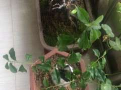 金弹子下山桩生桩发芽后生长较慢 图片