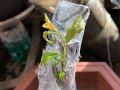 金弹子下山桩生桩出枝很细怎么办