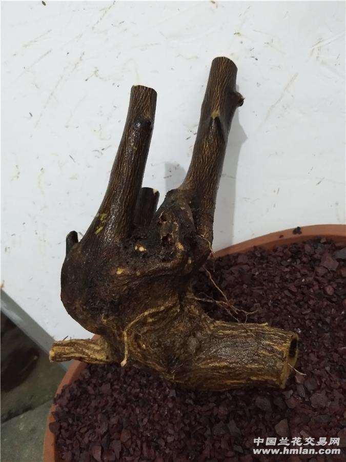 请问各位 金豆下山桩生桩怎么种啊