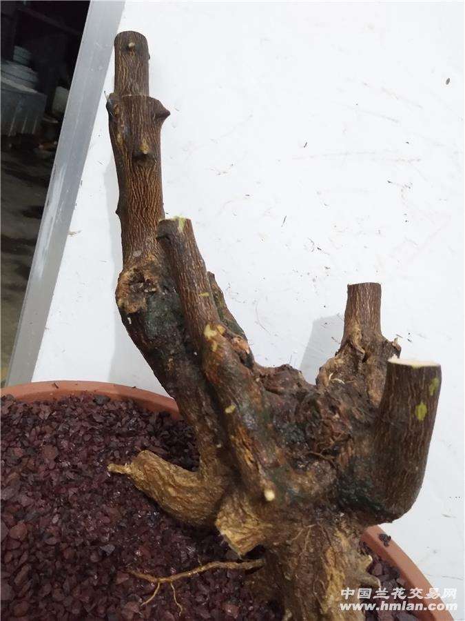 请问各位 金豆下山桩生桩怎么种啊