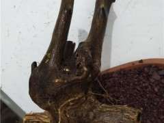 请问各位 金豆下山桩生桩怎么种啊