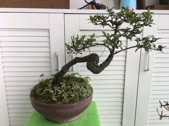 下山桩生桩是先泡多菌灵 还是生根粉