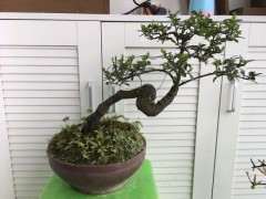 下山桩生桩是先泡多菌灵 还是生根粉