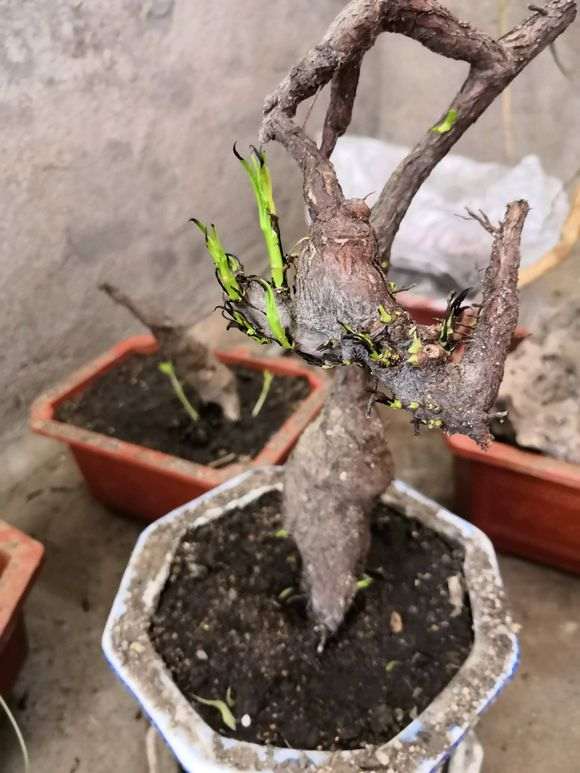 几个下山桩生桩来芽后烂根了