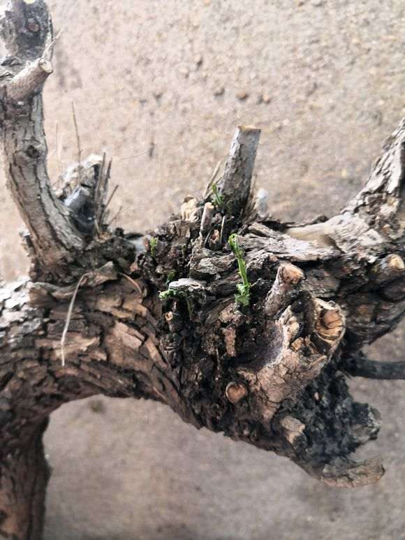 几个下山桩生桩来芽后烂根了