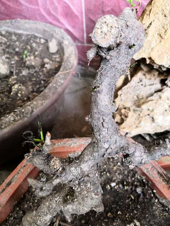 几个下山桩生桩来芽后烂根了