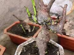 几个下山桩生桩来芽后烂根了 怎么办