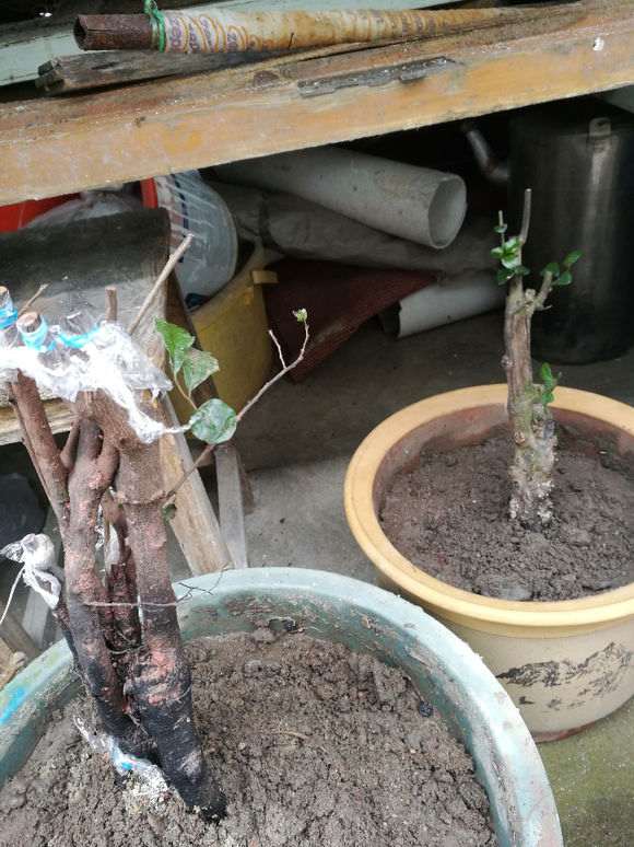 下山桩生桩是套袋好