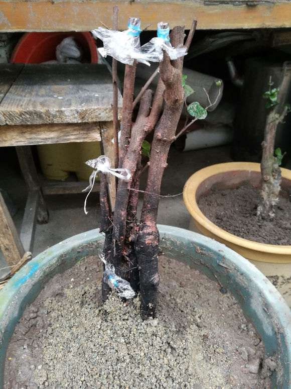 下山桩生桩是套袋好