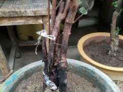 下山桩生桩是套袋好 还是缠膜好