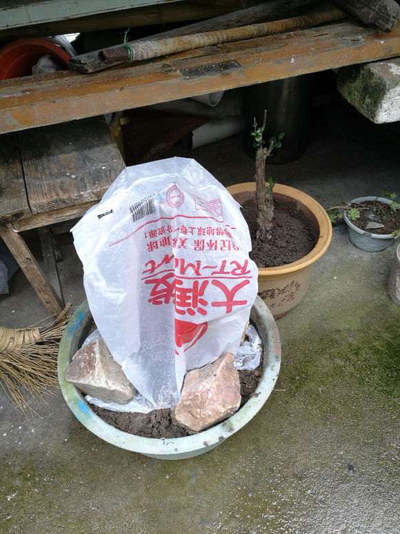 下山桩生桩保鲜膜包一星期再种 还能成活吗