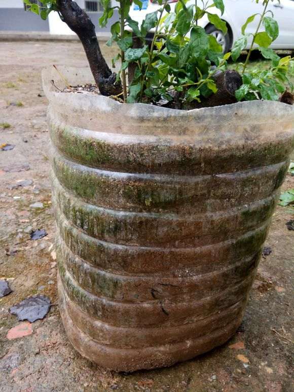 下山桩生桩长势不是很好 担心不会生根