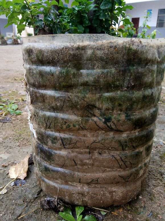 下山桩生桩长势不是很好 担心不会生根