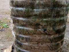 下山桩生桩长势不是很好 担心不会生根