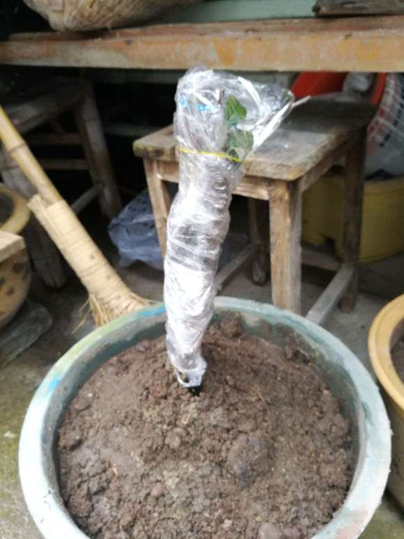 下山桩生桩泡多长时间的水才可以上桩