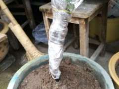 下山桩生桩泡多长时间的水才可以上桩