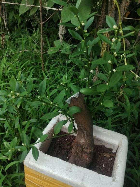 下山桩生桩枝条不壮