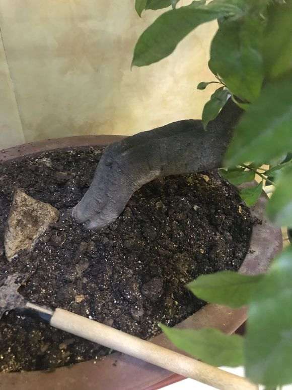 下山桩生桩的根部发白是什么原因