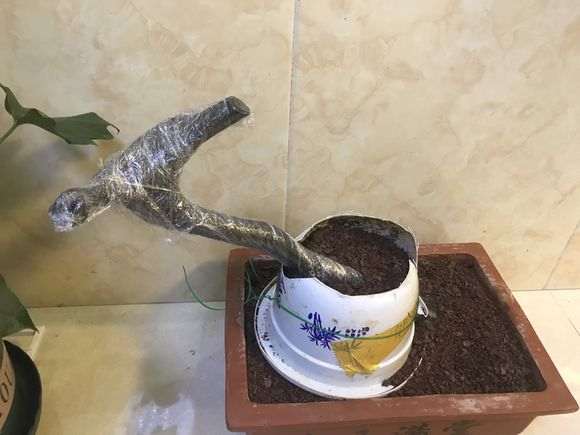 下山桩生桩的根部发白是什么原因