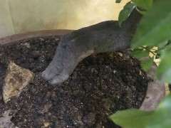 下山桩生桩的根部发白是什么原因