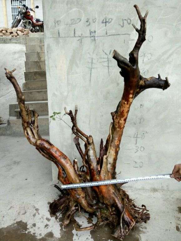 你们都是用什么土埋下山桩生桩的 存活如何