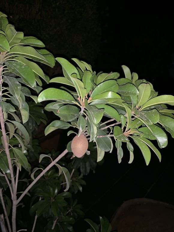 下山桩生桩根部切口用愈合剂吗