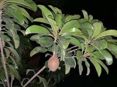 下山桩生桩根部切口用愈合剂吗