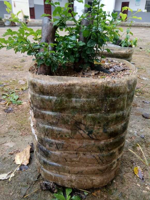 大家下山桩生桩伤口涂的啥