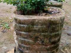 大家下山桩生桩伤口涂的啥