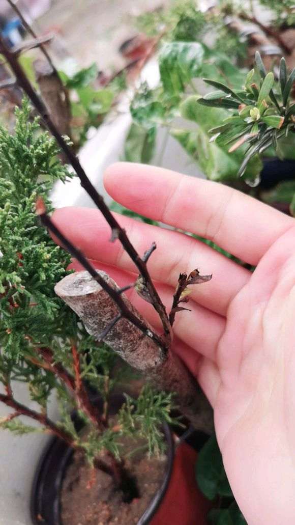 下山桩还有救吗 年前买的生桩