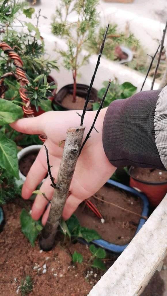 下山桩还有救吗 年前买的生桩