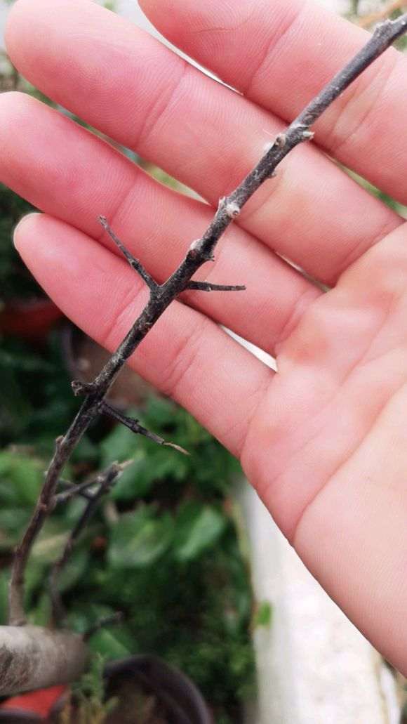 下山桩还有救吗 年前买的生桩