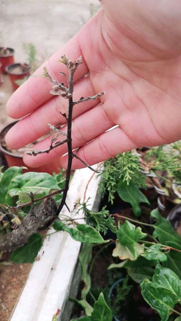 下山桩还有救吗 年前买的生桩