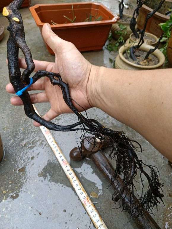 为什么吧友都说用河沙栽下山桩最好