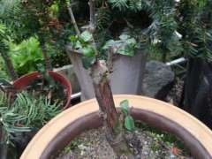 金弹子下山桩熟桩已发芽 还要继续套袋吗