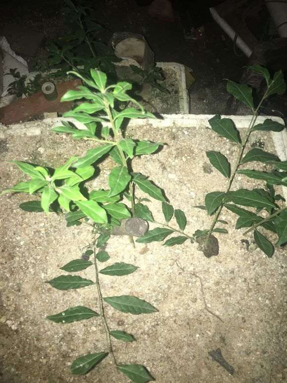 下山桩生桩用河沙种多久要换成土养