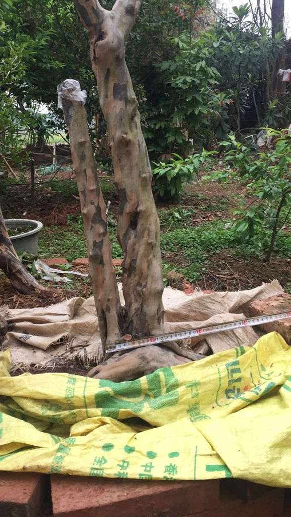 下山桩生桩用河沙种多久要换成土养