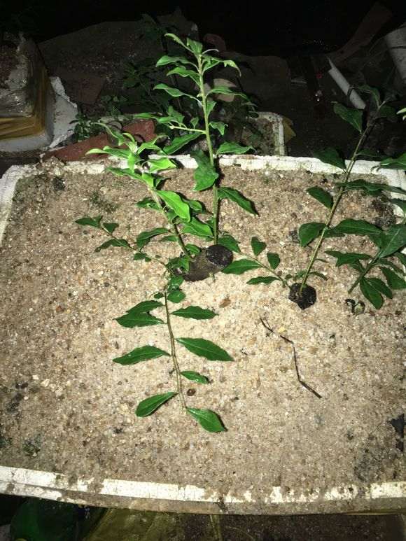 下山桩生桩用河沙种多久要换成土养